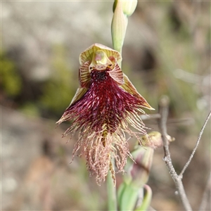 Calochilus platychilus at Cowra, NSW - suppressed