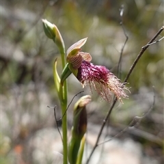 Calochilus platychilus at Cowra, NSW - suppressed