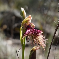 Calochilus platychilus at Cowra, NSW - suppressed