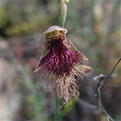 Calochilus platychilus at Cowra, NSW - suppressed