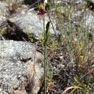 Calochilus platychilus at Cowra, NSW - suppressed