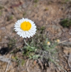 Leucochrysum albicans subsp. tricolor (Hoary Sunray) at Googong, NSW - 29 Sep 2024 by BrianSummers