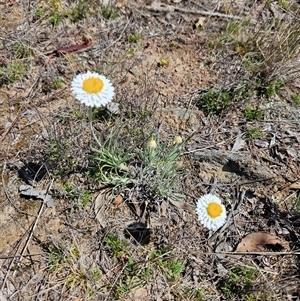 Leucochrysum albicans subsp. tricolor at Googong, NSW - 29 Sep 2024