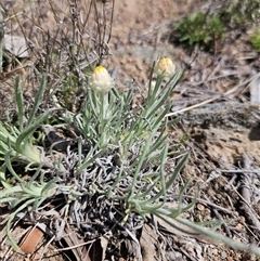 Leucochrysum albicans subsp. tricolor at Googong, NSW - 29 Sep 2024 10:38 AM