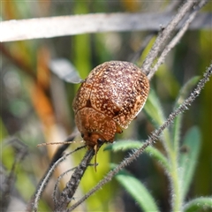 Paropsis variolosa at Cowra, NSW - 27 Sep 2024 by RobG1