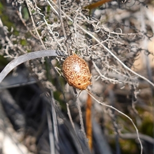 Paropsis variolosa at Cowra, NSW - suppressed