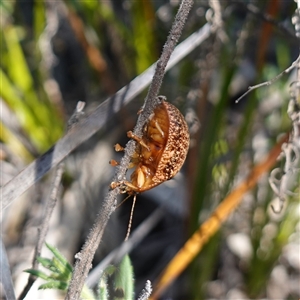 Paropsis variolosa at Cowra, NSW - suppressed
