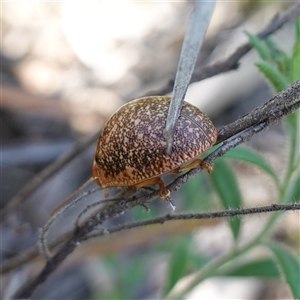 Paropsis variolosa at Cowra, NSW - 27 Sep 2024