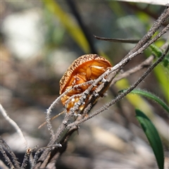 Paropsis variolosa at Cowra, NSW - suppressed