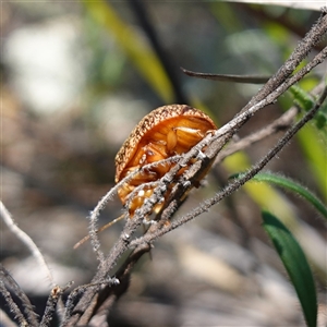 Unidentified at suppressed - 27 Sep 2024