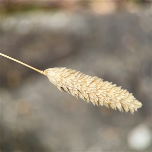 Phalaris aquatica at Russell, ACT - 26 Sep 2024 01:18 PM