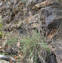 Phalaris aquatica at Russell, ACT - 26 Sep 2024 01:18 PM