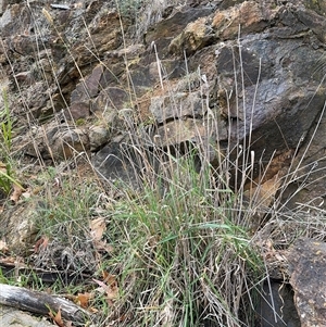 Phalaris aquatica at Russell, ACT - 26 Sep 2024