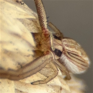 Runcinia acuminata at Russell, ACT - 26 Sep 2024