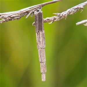 Lepidoscia arctiella at Russell, ACT - 26 Sep 2024