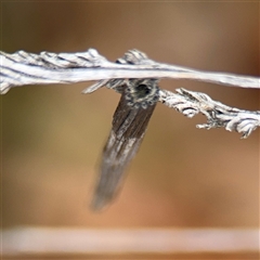 Lepidoscia arctiella at Russell, ACT - 26 Sep 2024