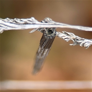 Lepidoscia arctiella at Russell, ACT - 26 Sep 2024