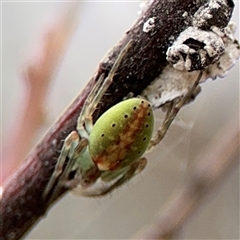 Araneus talipedatus (Slender green orb-weaver) at Russell, ACT - 26 Sep 2024 by Hejor1