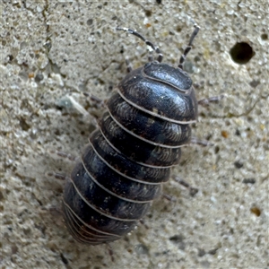 Armadillidium vulgare at Parkes, ACT - 26 Sep 2024