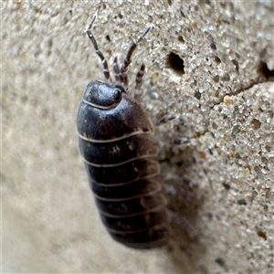 Armadillidium vulgare at Parkes, ACT - 26 Sep 2024