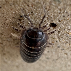 Armadillidium vulgare at Parkes, ACT - 26 Sep 2024