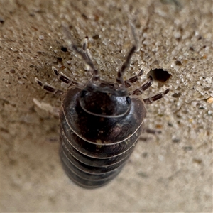 Armadillidium vulgare at Parkes, ACT - 26 Sep 2024