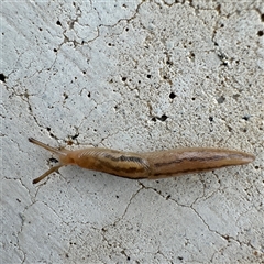 Ambigolimax sp. (valentius and waterstoni) (Striped Field Slug) at Russell, ACT - 25 Sep 2024 by Hejor1