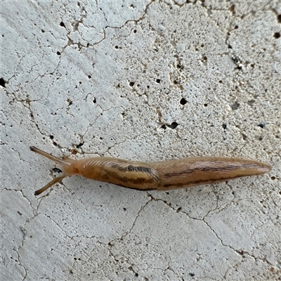 Ambigolimax sp. (valentius and waterstoni) (Striped Field Slug) at Russell, ACT - 25 Sep 2024 by Hejor1