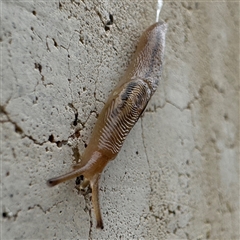 Ambigolimax sp. (valentius and waterstoni) at Russell, ACT - 26 Sep 2024