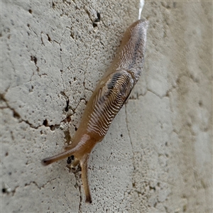 Ambigolimax sp. (valentius and waterstoni) at Russell, ACT - 26 Sep 2024 09:10 AM