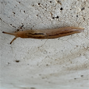 Ambigolimax sp. (valentius and waterstoni) at Russell, ACT - 26 Sep 2024