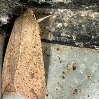 Mythimna (Pseudaletia) convecta (Common Armyworm) at Russell, ACT - 25 Sep 2024 by Hejor1