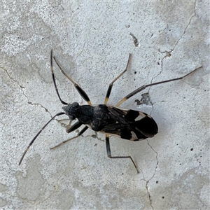 Dieuches sp. (genus) at Russell, ACT - 24 Sep 2024