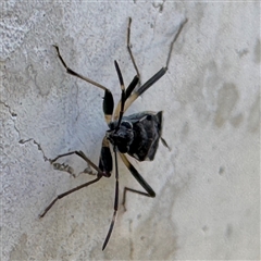 Dieuches sp. (genus) at Russell, ACT - 24 Sep 2024