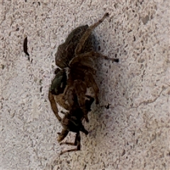 Maratus griseus at Russell, ACT - 24 Sep 2024