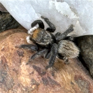 Maratus griseus at Russell, ACT - 24 Sep 2024