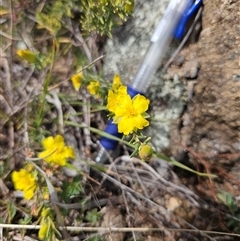 Hibbertia calycina (Lesser Guinea-flower) at Googong, NSW - 29 Sep 2024 by BrianSummers