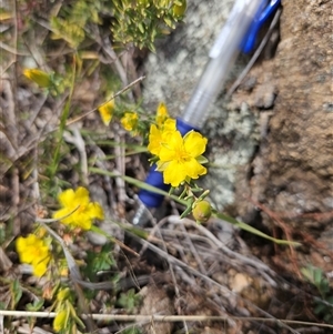 Hibbertia calycina at Googong, NSW - 29 Sep 2024