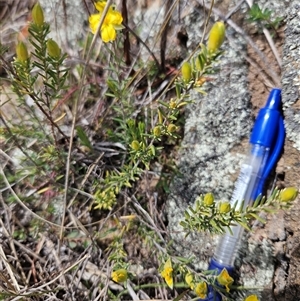 Hibbertia calycina at Googong, NSW - 29 Sep 2024 11:27 AM