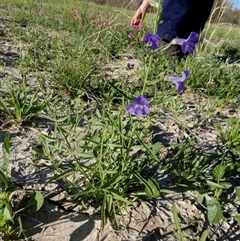 Stemodia glabella at Toko, QLD - 22 Aug 2024 08:51 AM