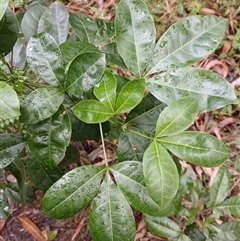 Melicope micrococca (Hairy-leaved Doughwood, White Euodia) at Flinders, NSW - 28 Sep 2024 by plants