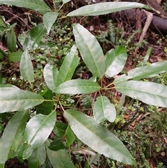 Croton verreauxii (Green Native Cascarilla) at Flinders, NSW - 28 Sep 2024 by plants