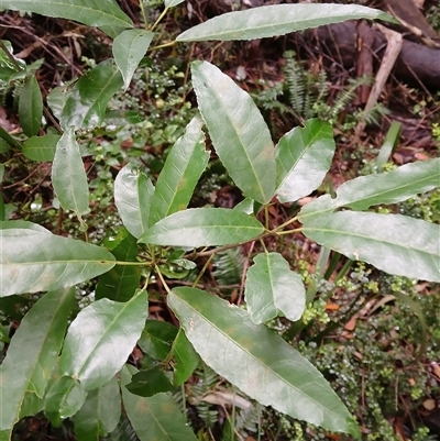 Croton verreauxii (Green Native Cascarilla) at Flinders, NSW - 28 Sep 2024 by plants