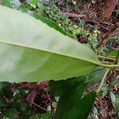 Croton verreauxii at Flinders, NSW - 29 Sep 2024