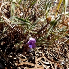 Eremophila bowmanii subsp. latifolia at Amaroo, QLD - 22 Aug 2024 by Paul4K