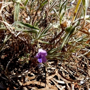 Eremophila bowmanii subsp. latifolia at Amaroo, QLD by Paul4K