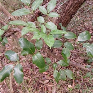 Polyscias elegans at Flinders, NSW - 29 Sep 2024