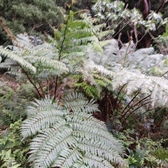 Cyathea cooperi (Straw Treefern) at Shellharbour, NSW - 29 Sep 2024 by plants