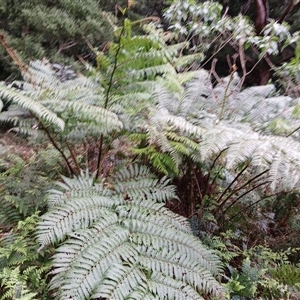 Cyathea cooperi at Shellharbour, NSW - suppressed