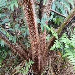 Cyathea cooperi at Shellharbour, NSW - suppressed